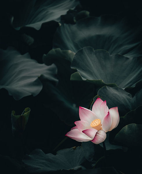 Image by Clarence E. Hsu