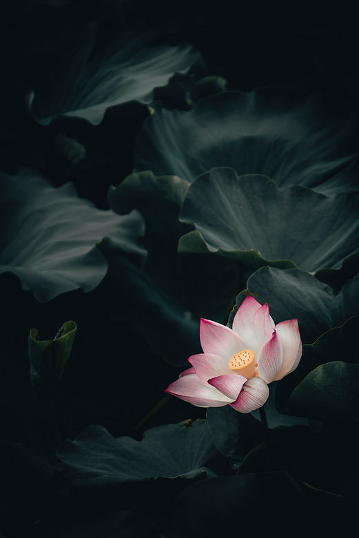 Image by Clarence E. Hsu