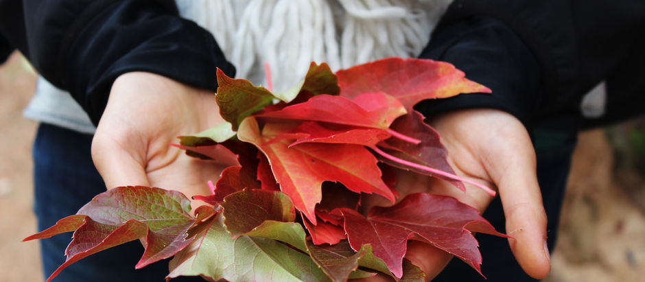 Best US Cities to View the Fall Colors