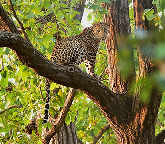 Image de Syna Tiger Resort