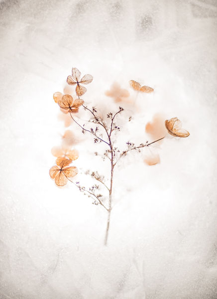 Image de Evie S.