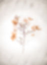 Image by Evie S.