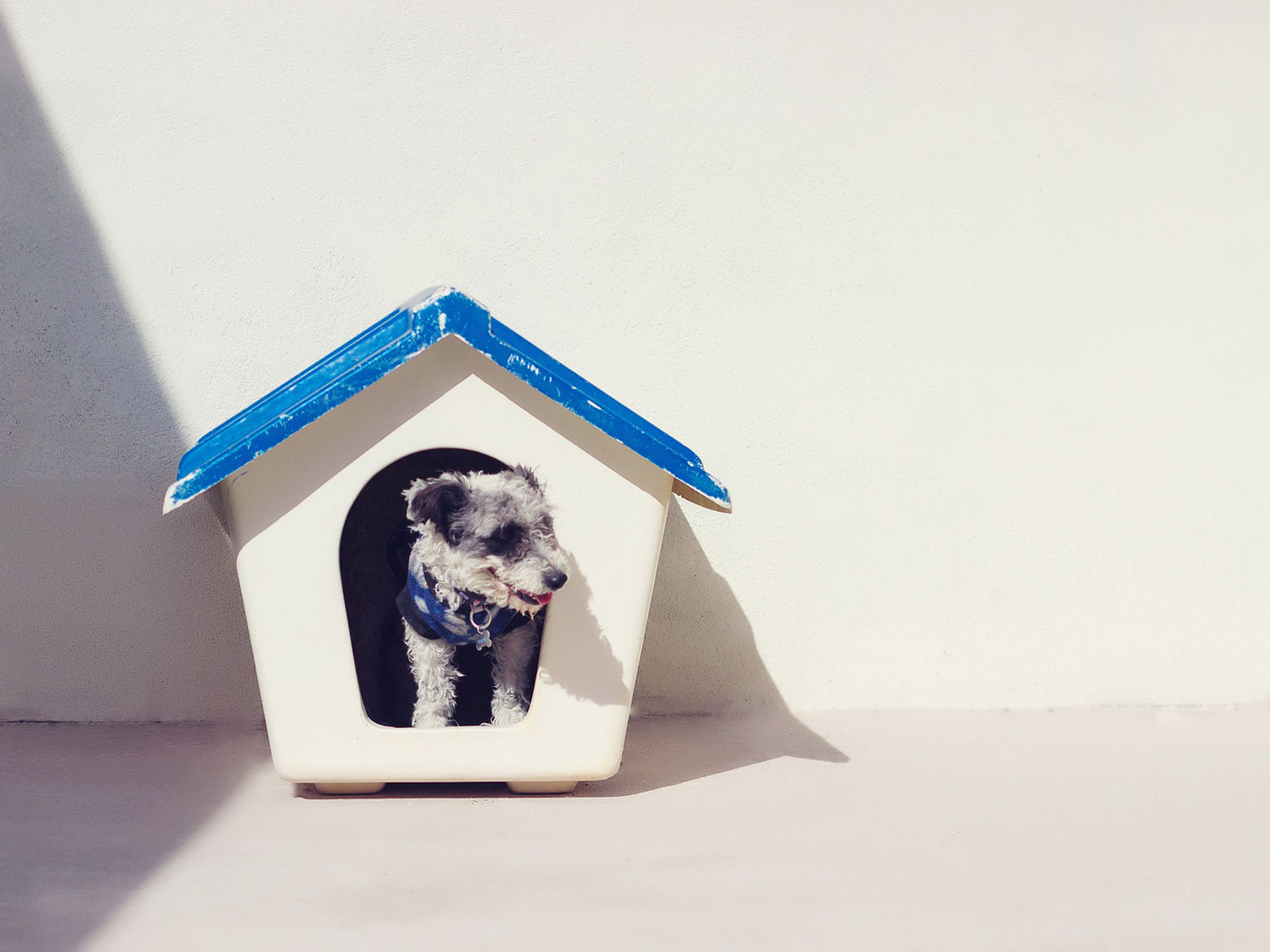 A small, gray, and curly-haired dog peeks out from a white doghouse with a blue roof. The dog is wearing a blue harness and looks content, possibly panting with its tongue slightly out. The doghouse is positioned against a plain, light-colored wall, casting a shadow on the ground. The scene is minimalistic and well-lit, highlighting the cozy shelter and the relaxed demeanor of the dog.
