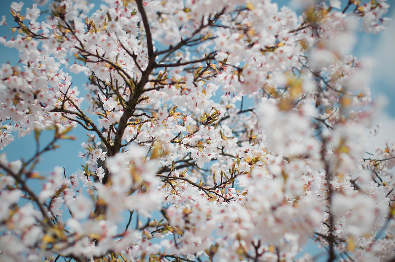 Image by Anton Eprev