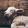 Image by Daniel Sandvik
