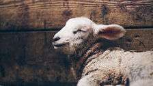 A fluffy lamb rests peacefully with closed eyes against a rustic wooden backdrop. It exudes calmness and contentment.