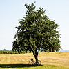 Image by Anders Nord