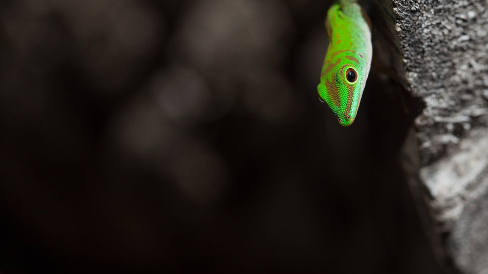 Image by Thomas Lipke