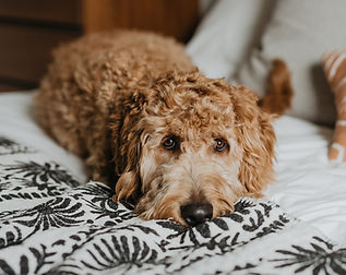 goldendoodle breeder