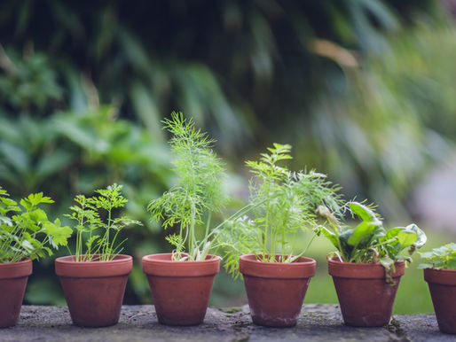 Enhancing your garden with herbs – the best of both worlds 