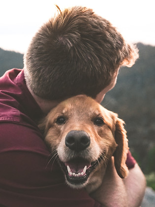 Happy lab being hugged by human