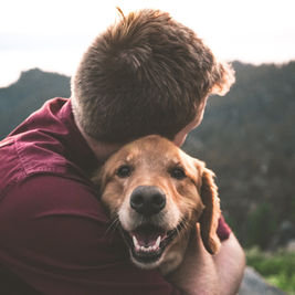 UK Pet Organisations Can Now Apply For £170,000 Grant 