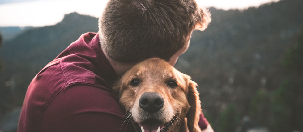 Pawsome Adventures: Living The Van Life With Your Dog In The UK