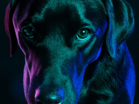 Dogs and Leptospirosis