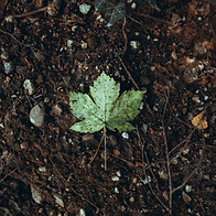 Image by Kajetan Sumila
