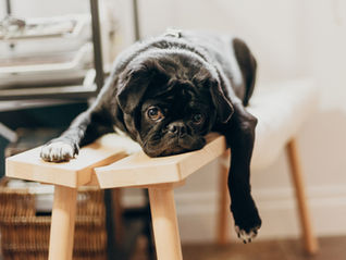 bulldog on bench