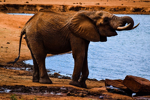 Image de Robert Mburu
