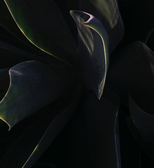 Image by Nicolas Solerieu