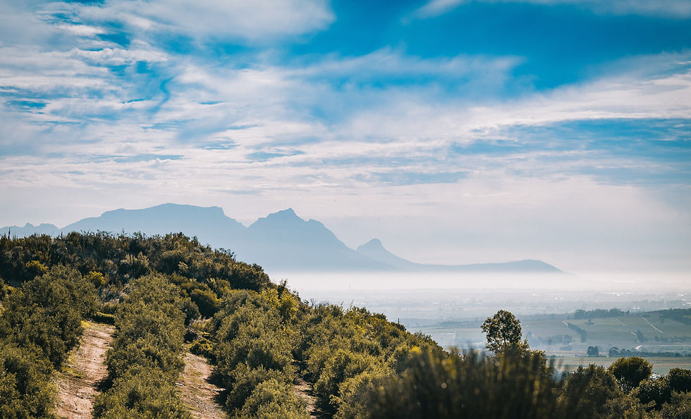 Vineyards in Stellenbosch