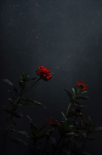 Image by Nia Giri