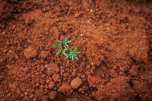 Clean Earth or Contaminated Land?