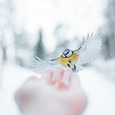 Image by Sami Matias Breilin