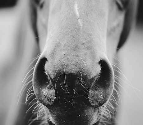 Image by Vincent Botta