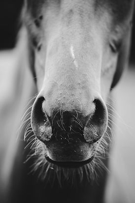 Image by Vincent Botta