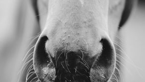 Day 14: Kissing a Horse by Robert Wrigley