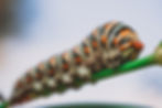 Creepy Crawly Pet World Program