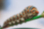 Creepy Crawly Pet World Program