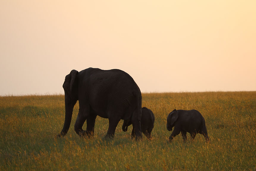 3 days fly-in safari from zanzibar to serengeti