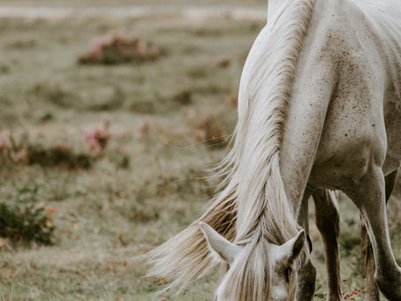 The Gentle Spirit of Horses: A Pathway to Grounding and Inner Peace