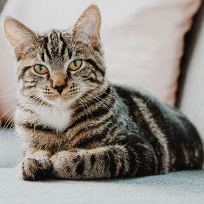 Paralysis in cats: What Does It Mean?