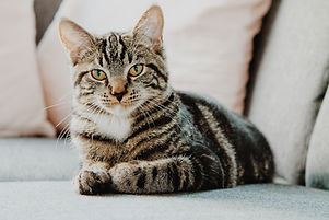 stripe cat Image by Erik-Jan Leusink