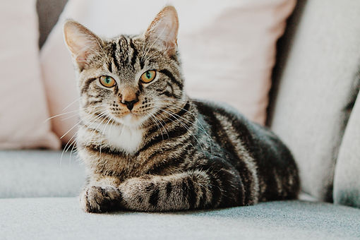 Pet Consultations in Stonehouse, Stroud