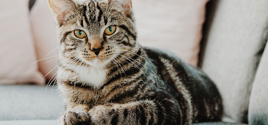 chatons à l'adoption sous contrat associatif