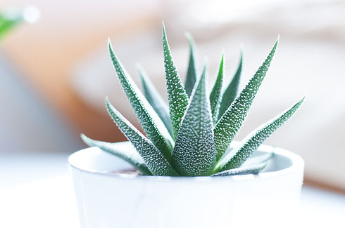 using nature in therapy treatment for chronic illness. If you're looking for help with health concerns in Texas. Look no further, Dr. Calverley is a skilled therapist who specializes in health psychology. If you're struggling with fibromayagia. chronic illness, automimmune conditions, IBS or IBD, and are in need of insomnia treatment, get in touch with Inner Balance Houston PLLC today 77006