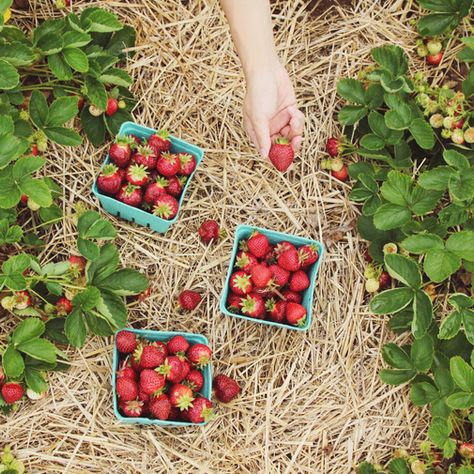Seasonal Guide to Pick-Your-Own Farms in New Jersey: Seasonal Fruit Picking