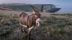 ¿Sabes por qué un burro?
