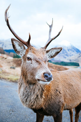 Image by Scott Stephens