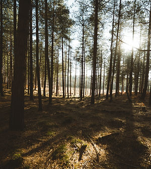 Image by Annie Spratt