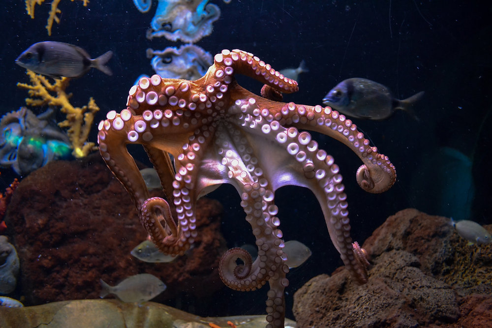 🐙 Tout savoir pour cuisiner encornets, chipirons, supions, seiches & poulpe