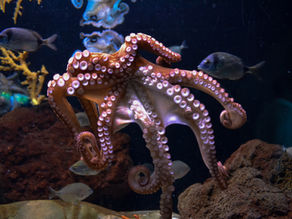 🐙 Tout savoir pour cuisiner encornets, chipirons, supions, seiches & poulpe