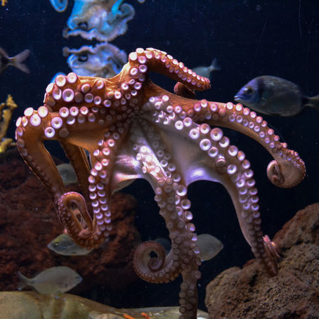 🐙 Tout savoir pour cuisiner encornets, chipirons, supions, seiches & poulpe