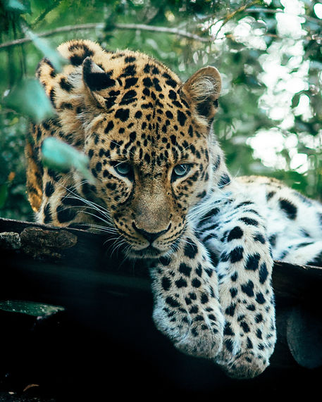 Image by Tobias Tullius