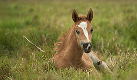 Image by Annika Treial