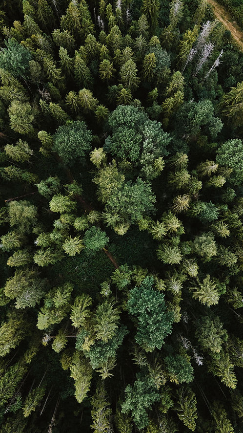 Image by Olena Bohovyk