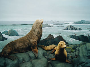 Seal Lullaby