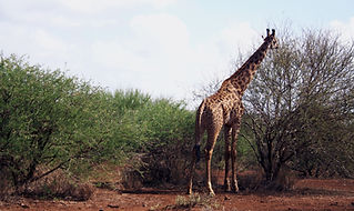 kilimanjaro